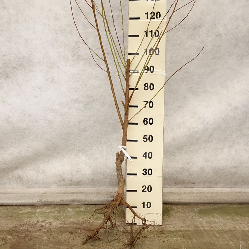 Esemplare di Nectarinier Nectared - Prunus persica nucipersica Grandes Racines nues, Gobelet come consegnato in autunno
