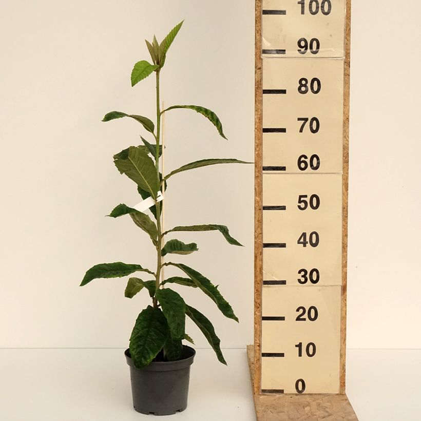 Example of Eriobotrya x japonica - Nespolo del Giappone Vaso da 3L/4L as you get in printemps