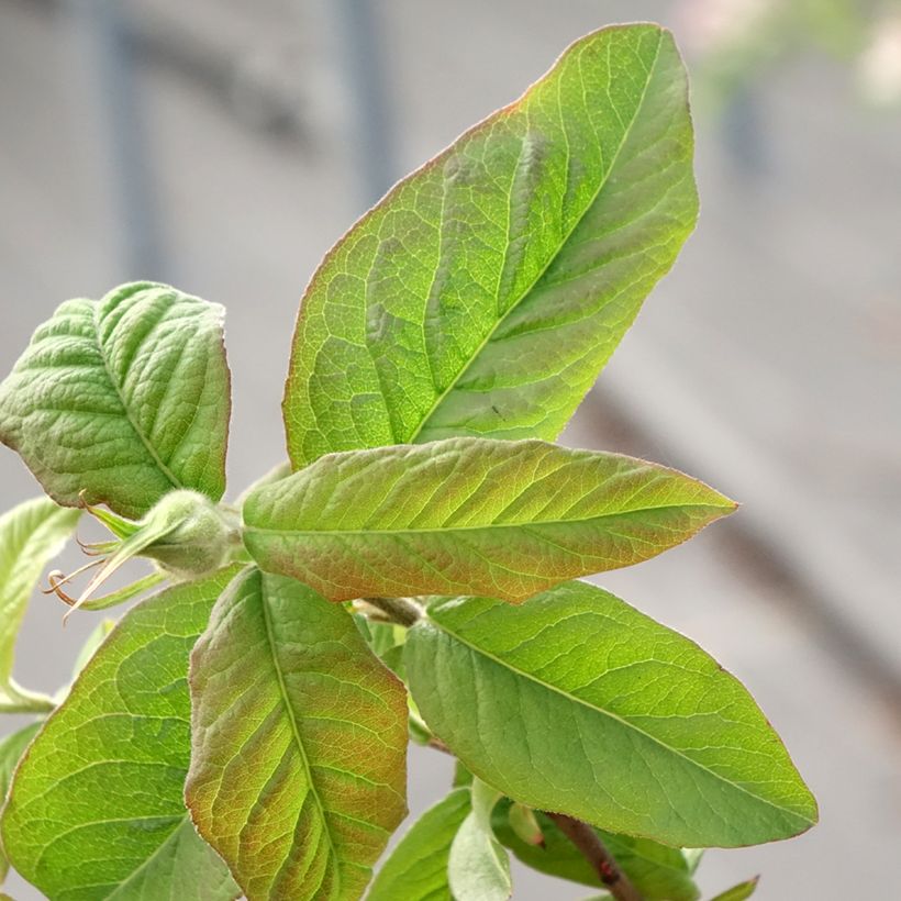 Mespilus germanica Bredase Reus - Nespolo (Foliage)