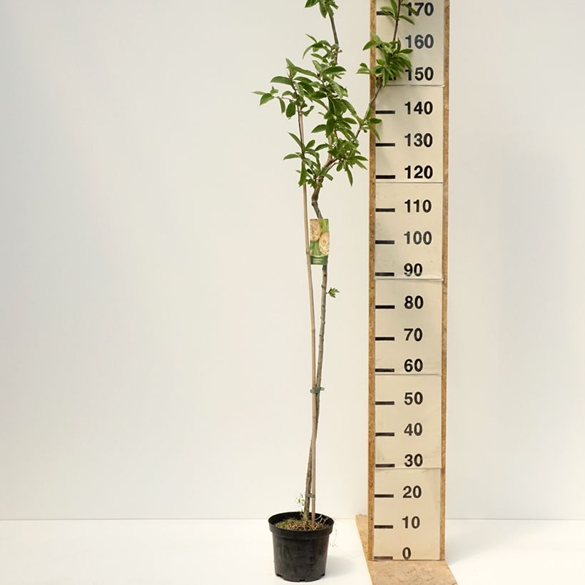 Example of Mespilus germanica Bredase Reus - Nespolo Vaso da 4L/5L, Vaso impalcato as you get in printemps