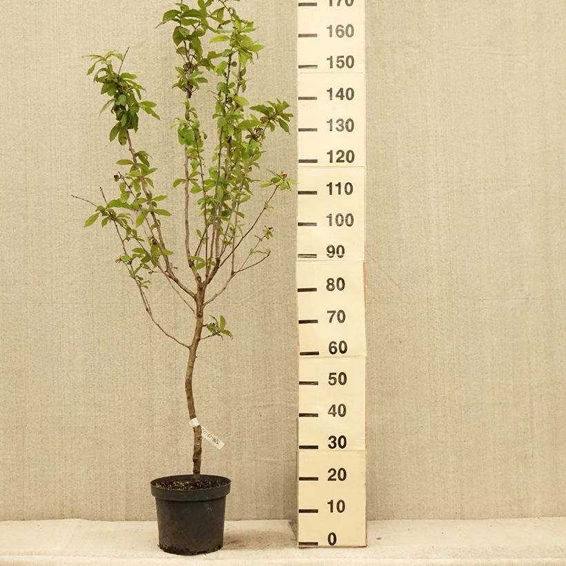 Esemplare di Mespilus germanica - Nespolo Vaso da 4L/5L consegnato in estate