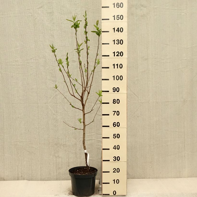 Example of Mespilus germanica - Nespolo Vaso da 4L/5L as you get in printemps