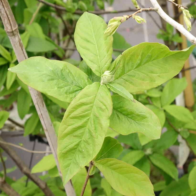 Mespilus germanica - Nespolo (Foliage)