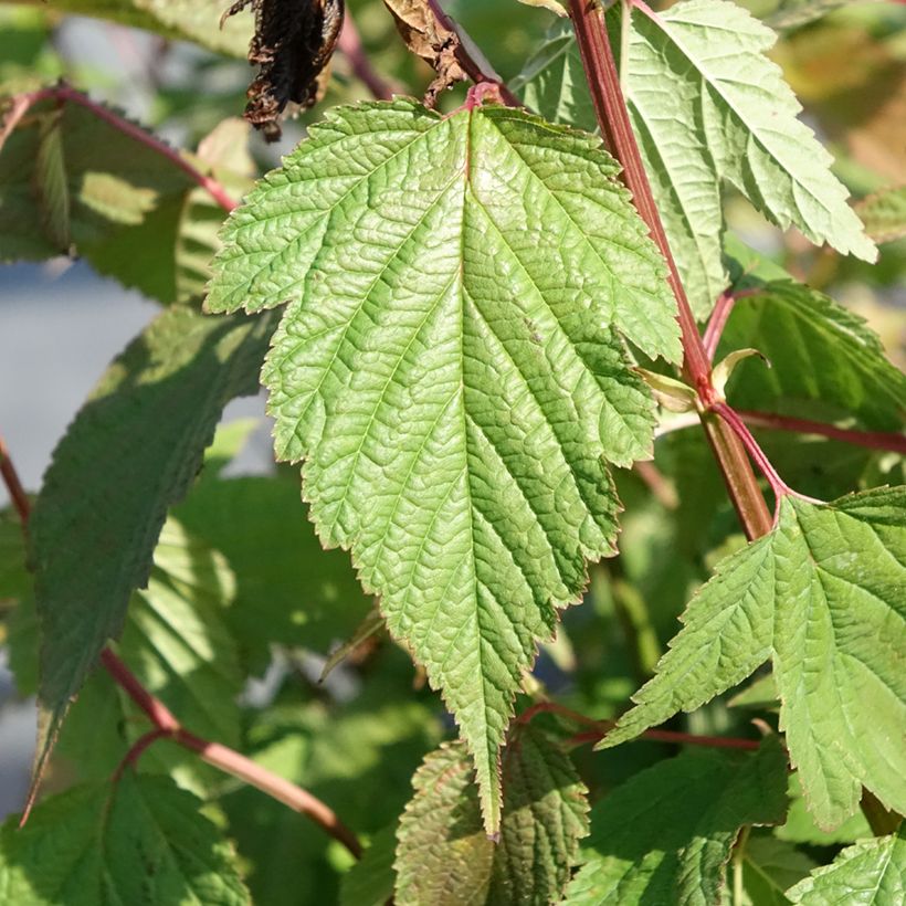 Neillia thibetica (Foliage)