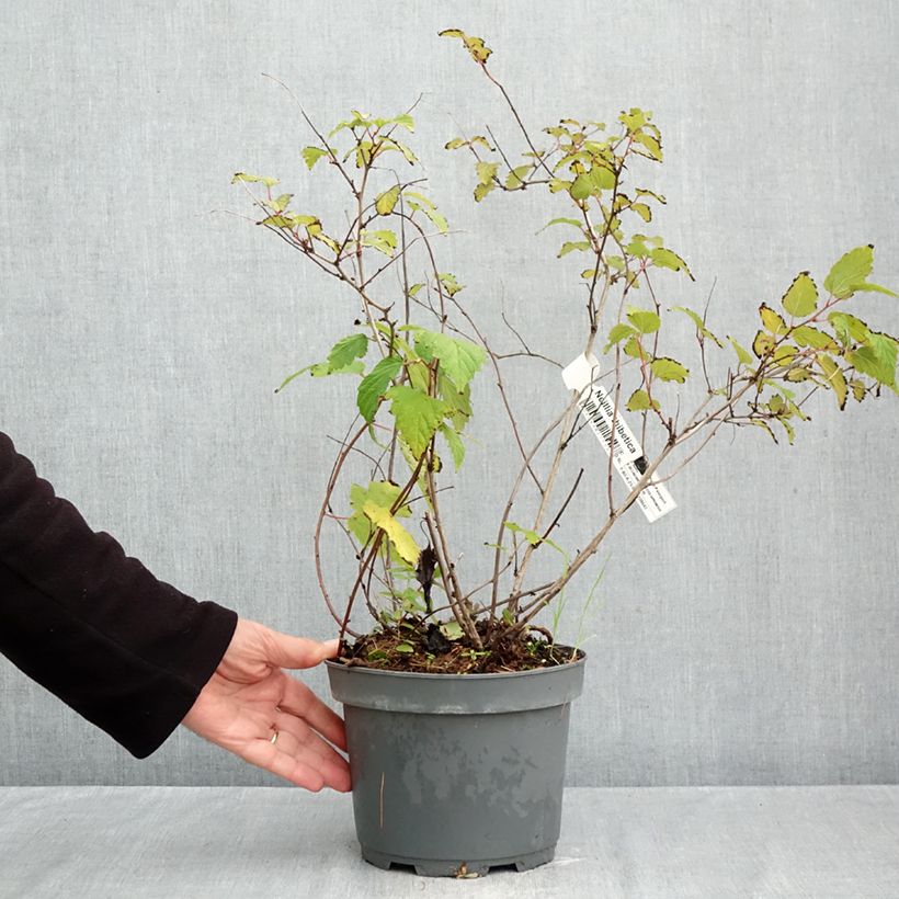 Esemplare di Neillia thibetica Vaso da 3L/4L come consegnato in autunno