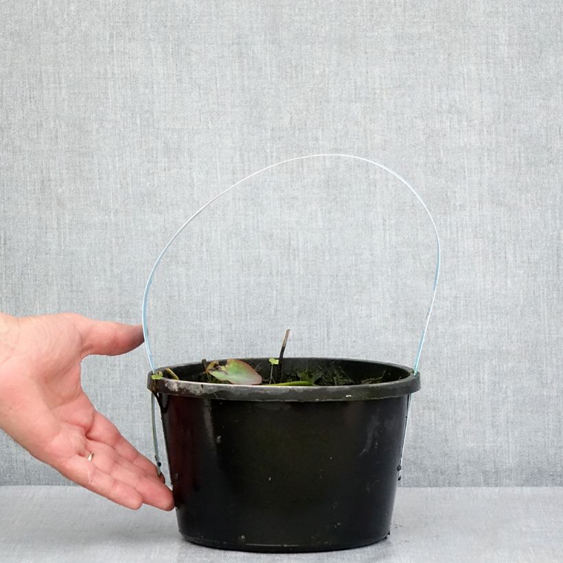 Nelumbo nucifera Rosso - Fior di loto Vaso da 3L/4L esemplare consegnato in primavera