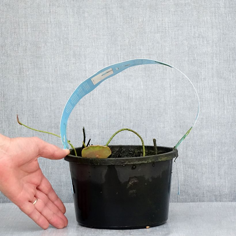 Nelumbo Pygmaea Cream - Fior di loto Vaso da 3L/4L esemplare consegnato in primavera