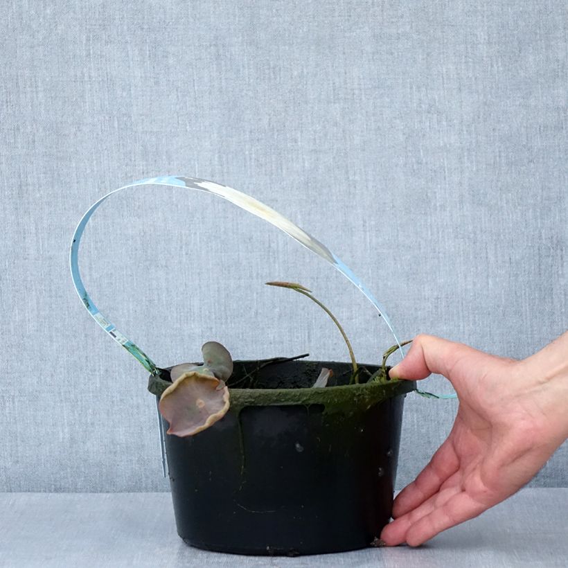 Nelumbo Pygmaea White - Fior di loto Vaso da 3L/4L esemplare consegnato in primavera