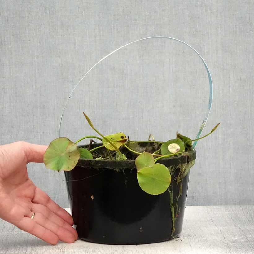 Esemplare di Nelumbo Pygmaea White - Fior di loto Vaso da 3L/4L consegnato in estate