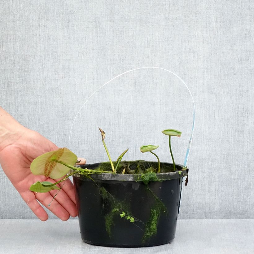 Nelumbo Pygmaea Yellow - Fior di loto Vaso da 3L/4L esemplare consegnato in primavera