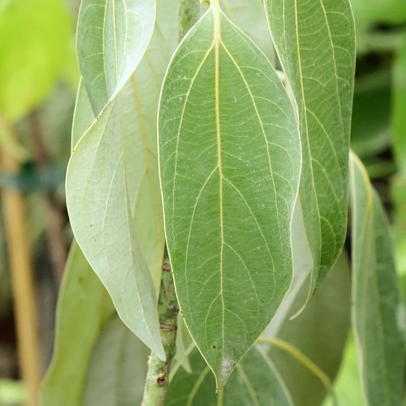 Neolitsea sericea (Fogliame)