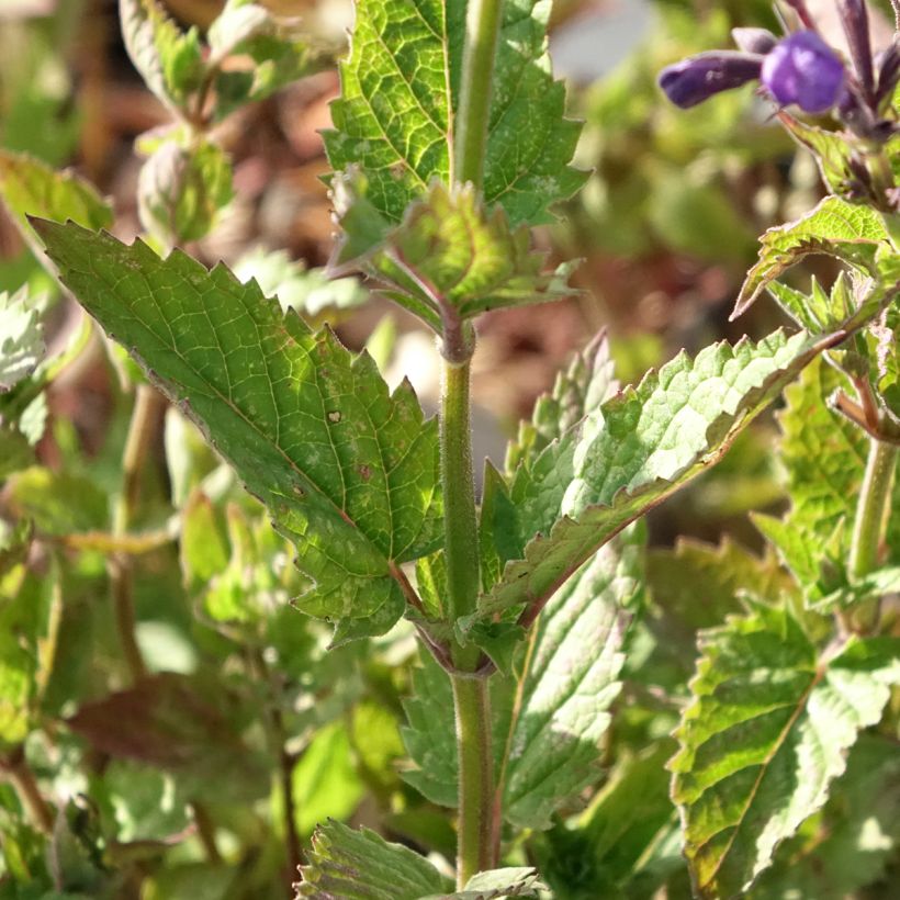 Nepeta Blue Dragon (Foliage)