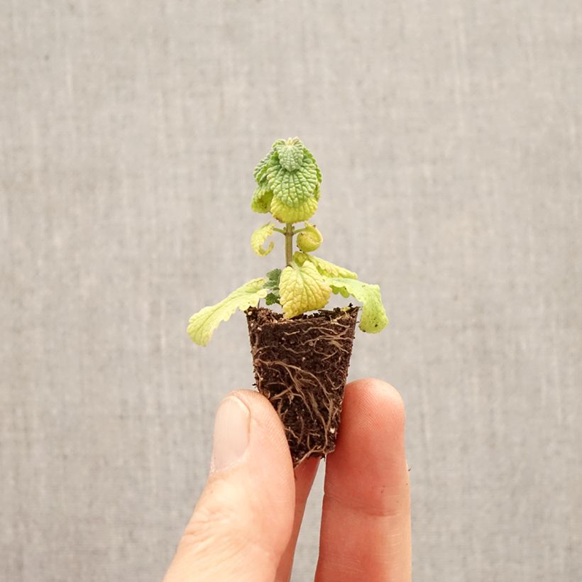 Nepeta faassenii Cat's Pajamas mini zolla... esemplare consegnato in primavera
