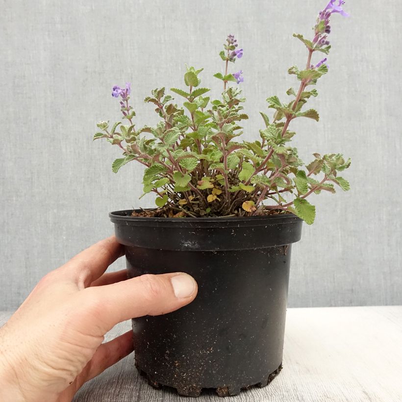 Example of Nepeta faassenii - Erba dei gatti Vaso da 2L/3L as you get in printemps