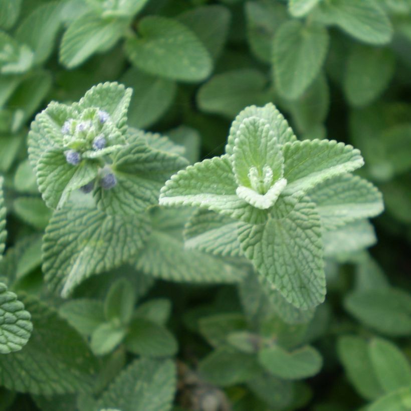 Nepeta faassenii Six Hill's Giant (Foliage)