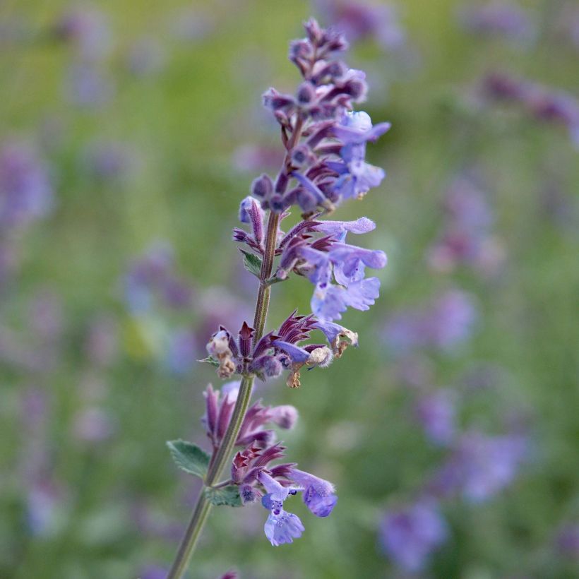 Nepeta faassenii Six Hill's Giant (Flowering)