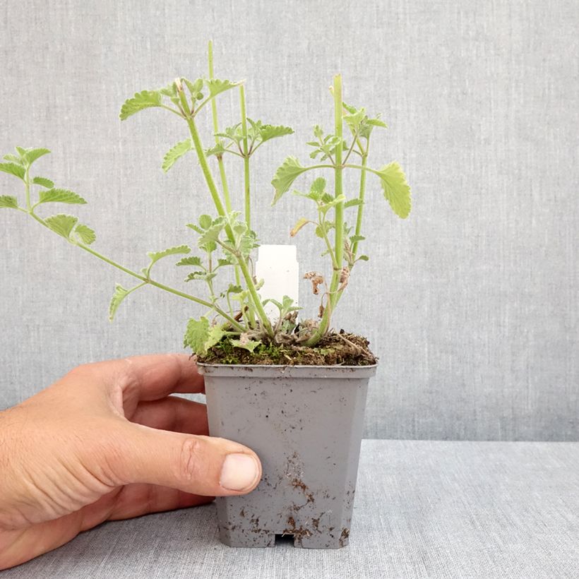 Example of Nepeta faassenii Six Hill's Giant Vasetto da 8/9 cm as you get in printemps