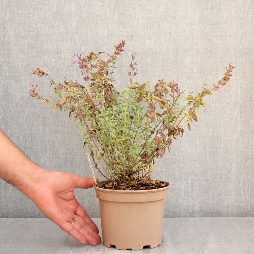 Esemplare di Nepeta faassenii Walker's Low Vaso da 2L/3L consegnato in estate