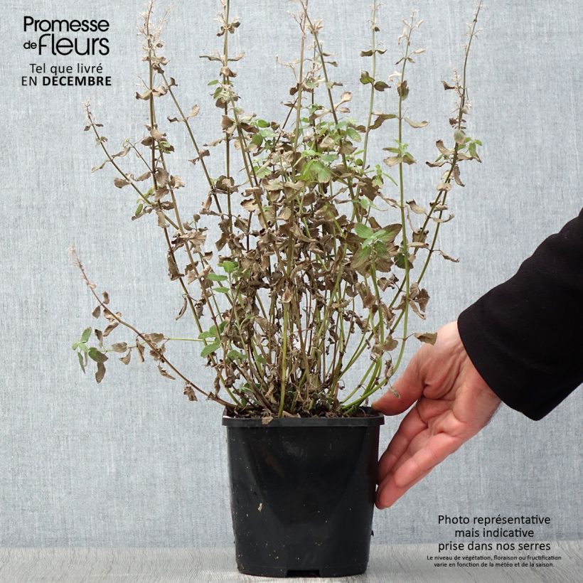 Esemplare di Nepeta grandiflora Summer Magic Vaso da 2L/3L come consegnato in autunno