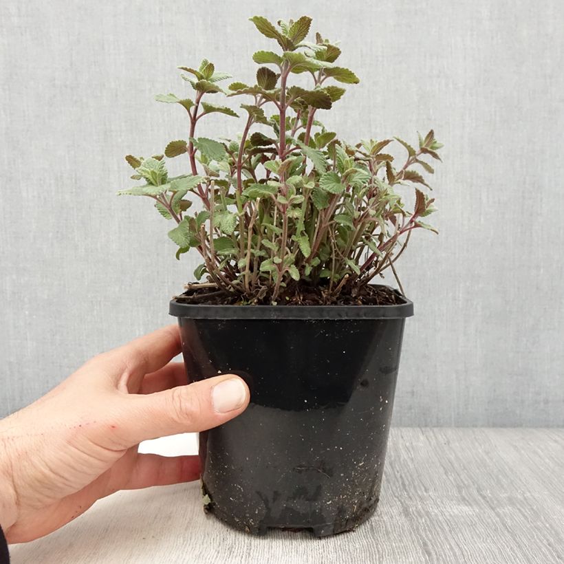 Nepeta grandiflora Summer Magic Vaso da 2L/3L esemplare consegnato in primavera