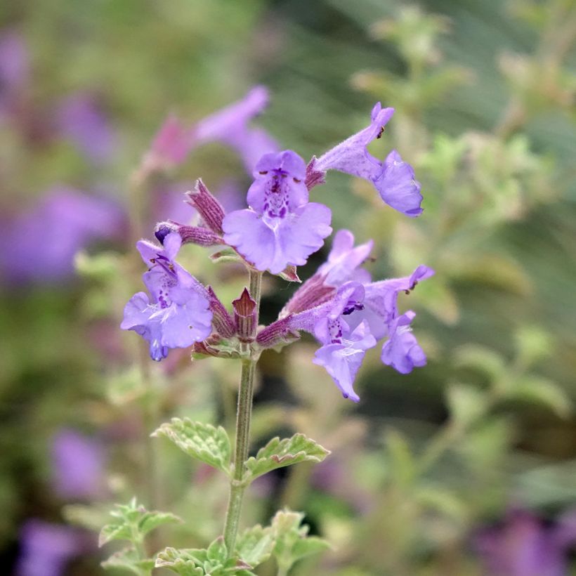 Nepeta faassenii Kit Cat (Fioritura)