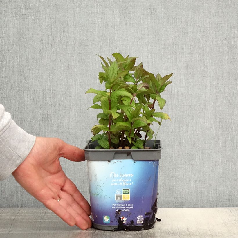 Nepeta nervosa Vaso da 2L/3L esemplare consegnato in primavera