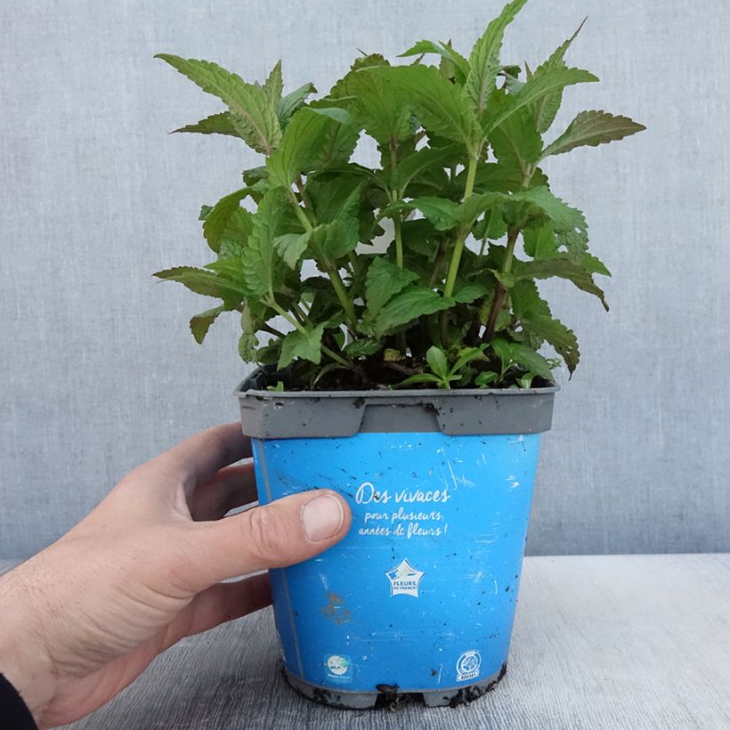 Nepeta nervosa Neptune Vaso da 1,5L/2L esemplare consegnato in primavera