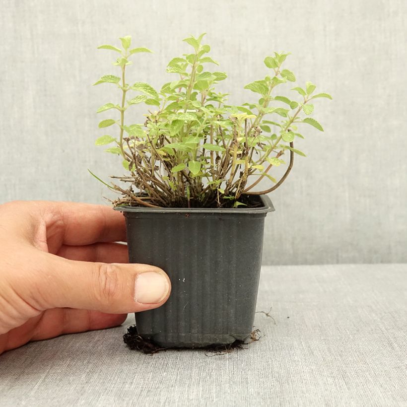 Esemplare di Nepeta Nova Blue - Népéta hybride Godet de 8/9 cm consegnato in estate