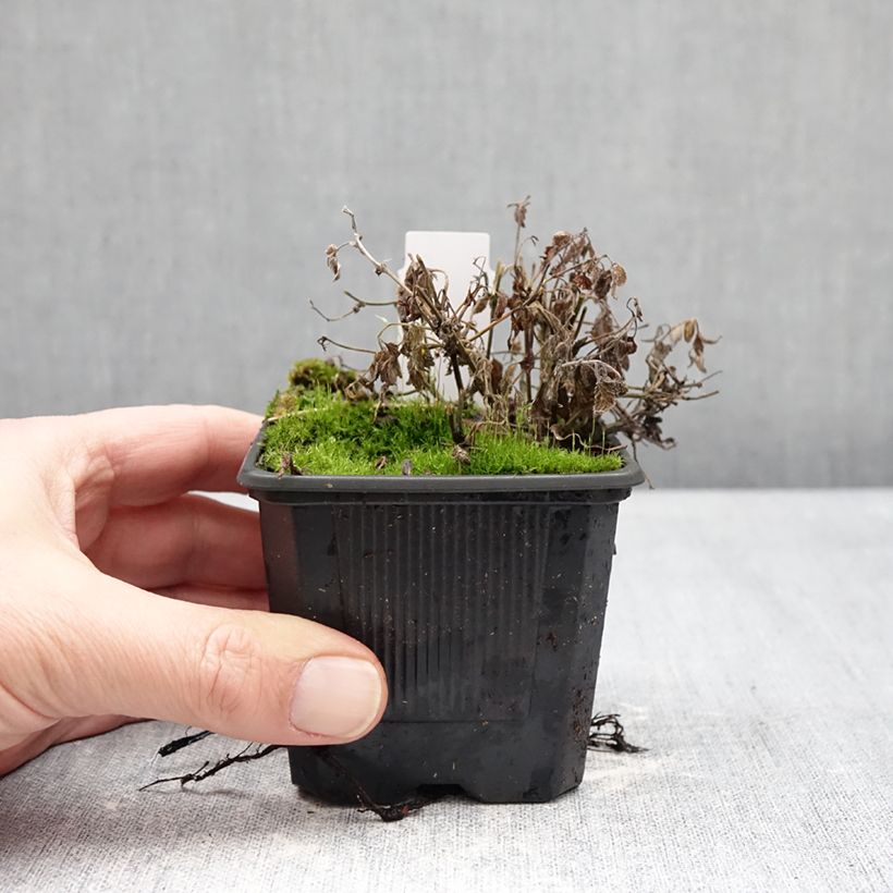 Nepeta Nova Blue - Népéta hybride Vasetto da 8/9 cm esemplare consegnato in inverno