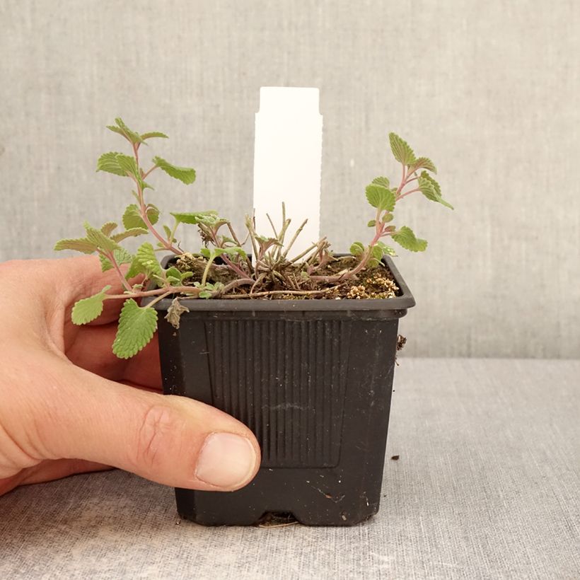 Nepeta Nova Blue Vasetto da 8/9 cm esemplare consegnato in primavera