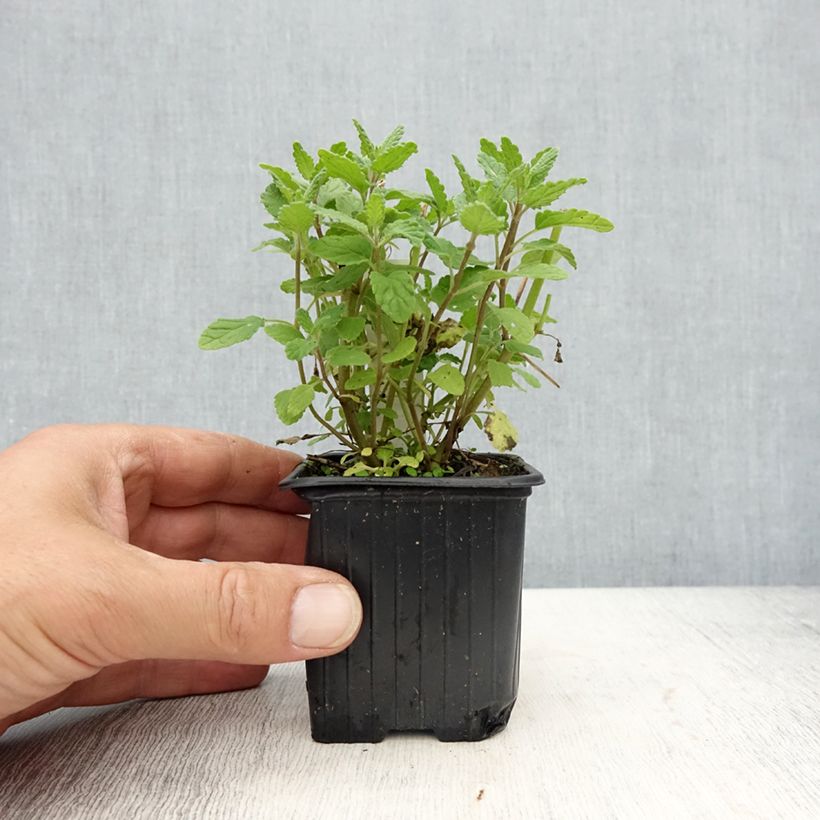 Nepeta parnassica - Chataire grecque Vasetto da 8/9 cm esemplare consegnato in primavera