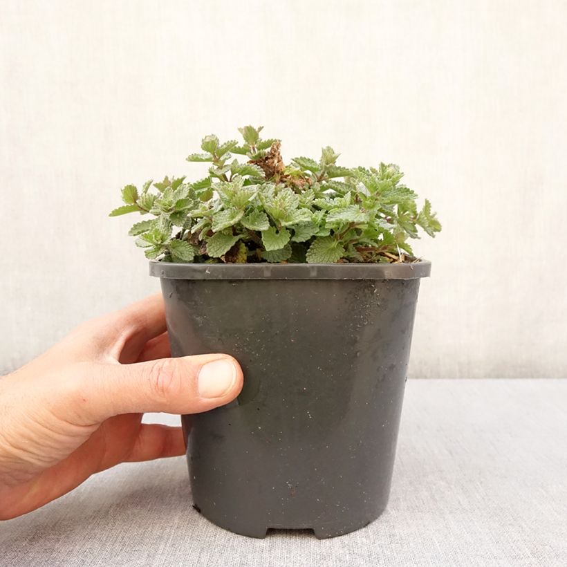 Example of Nepeta faassenii Purrsian Blue Vaso da 2L/3L as you get in printemps