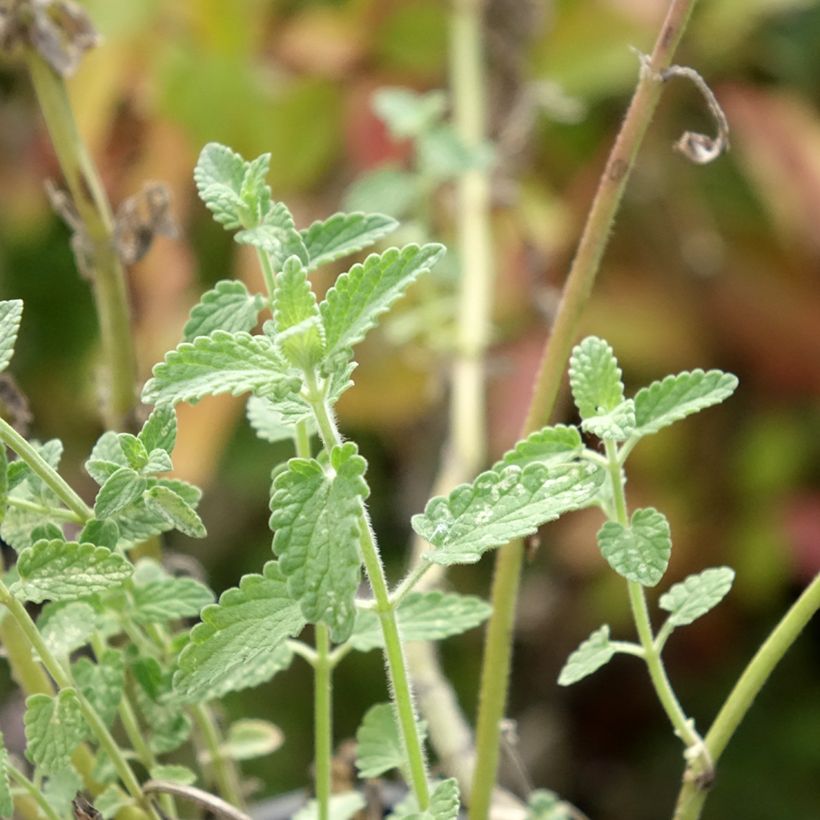 Nepeta racemosa Amelia (Foliage)