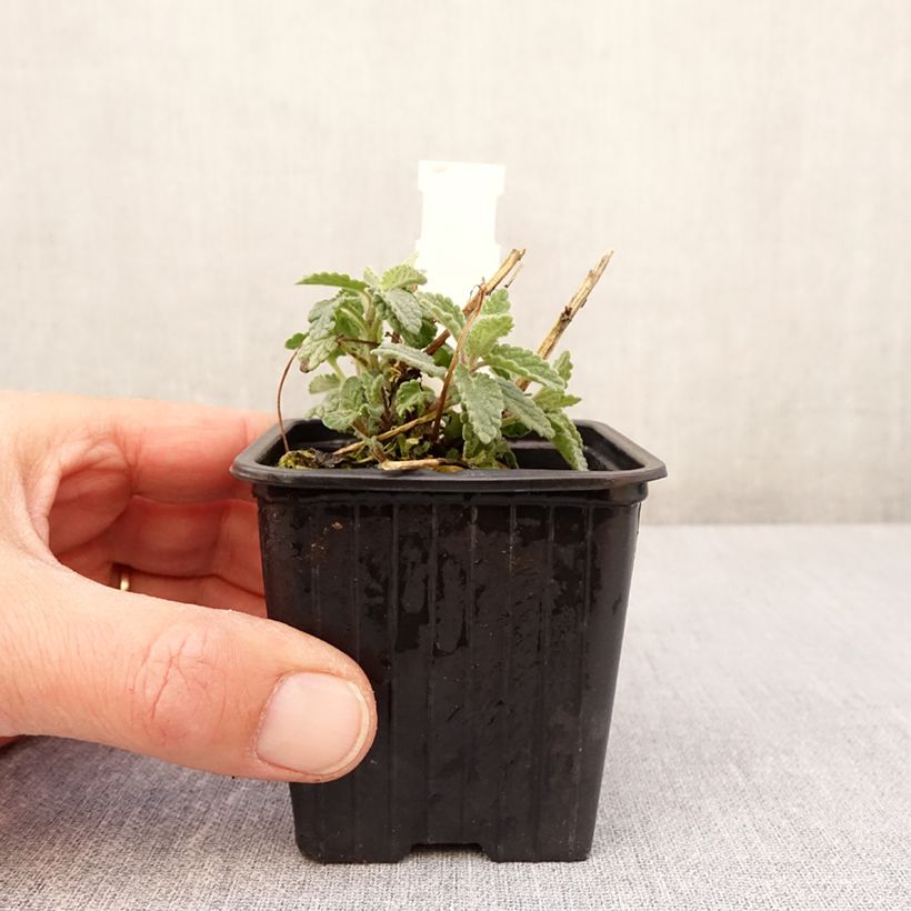 Example of Nepeta racemosa Amelia Vasetto da 8/9 cm as you get in printemps
