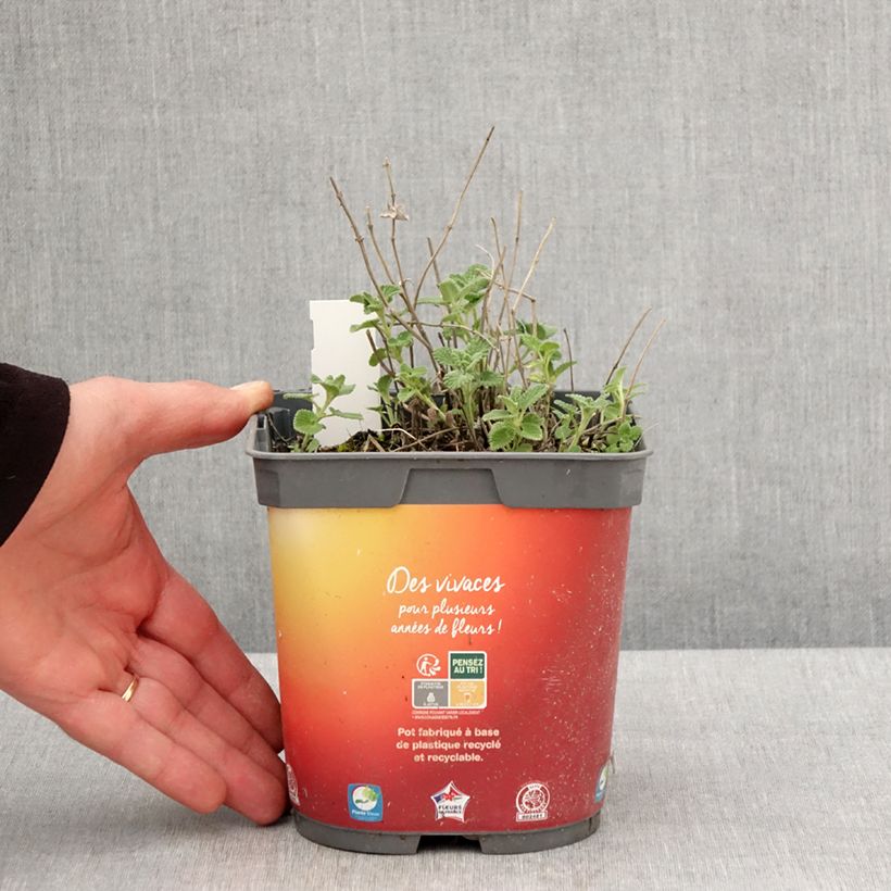 Example of Nepeta racemosa Snowflake Vaso da 2L/3L as you get in printemps