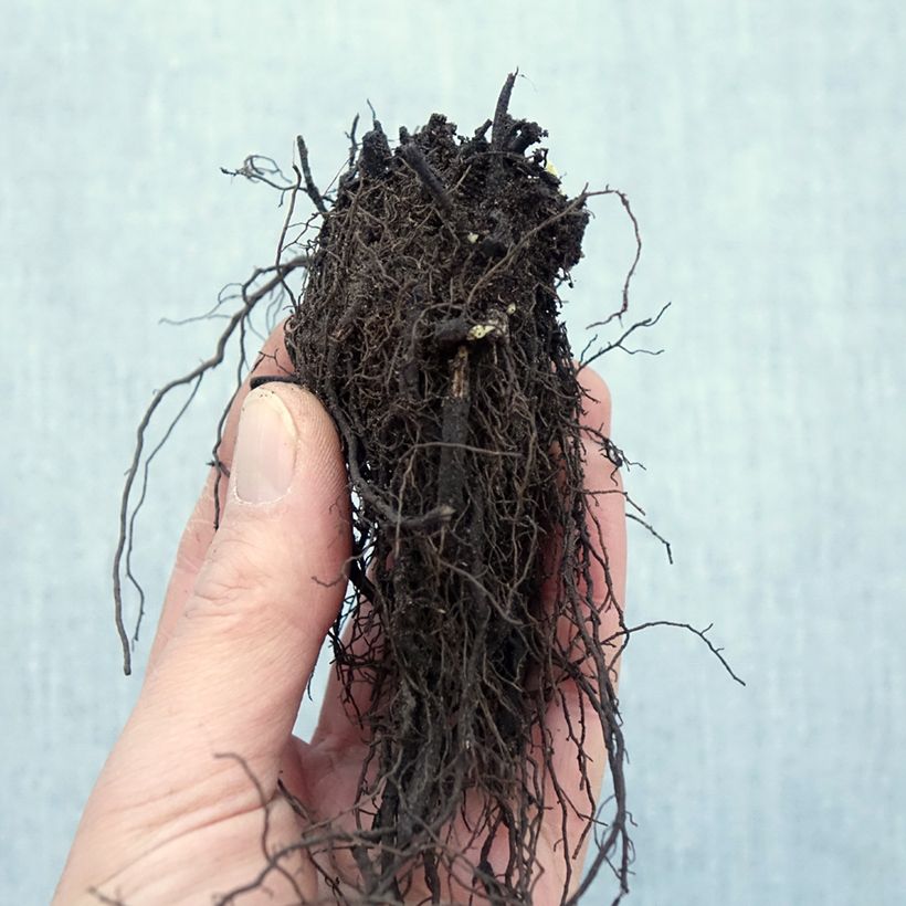 Example of Nepeta racemosa Snowflake Piante piccole a radice nuda as you get in hiver