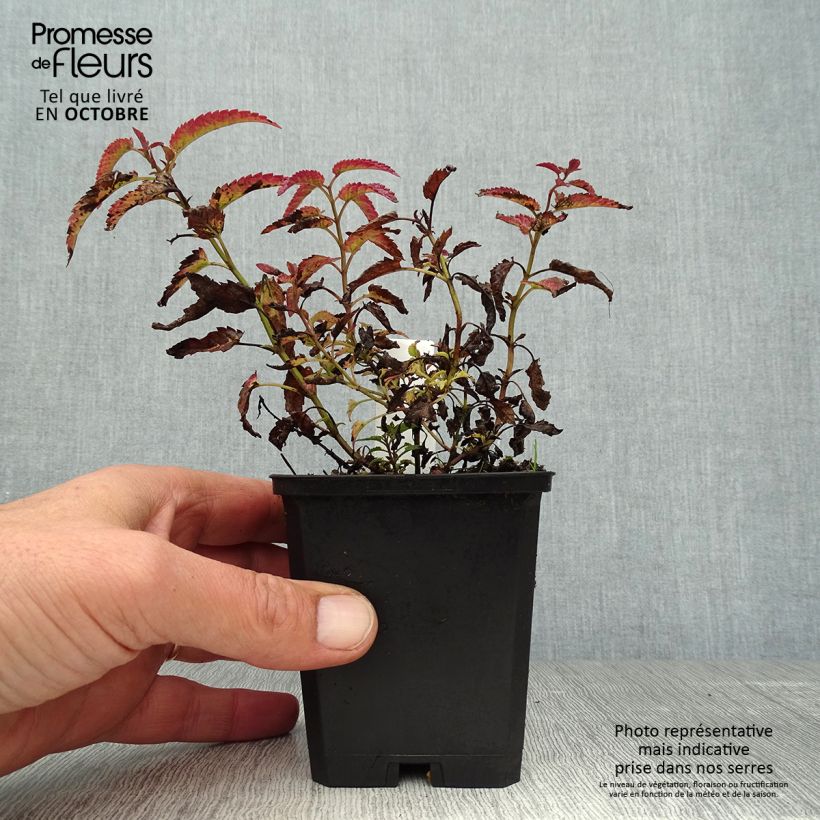 Esemplare di Nepeta sibirica Souvenir d Andre Chaudron Vasetto da 8/9 cm come consegnato in autunno