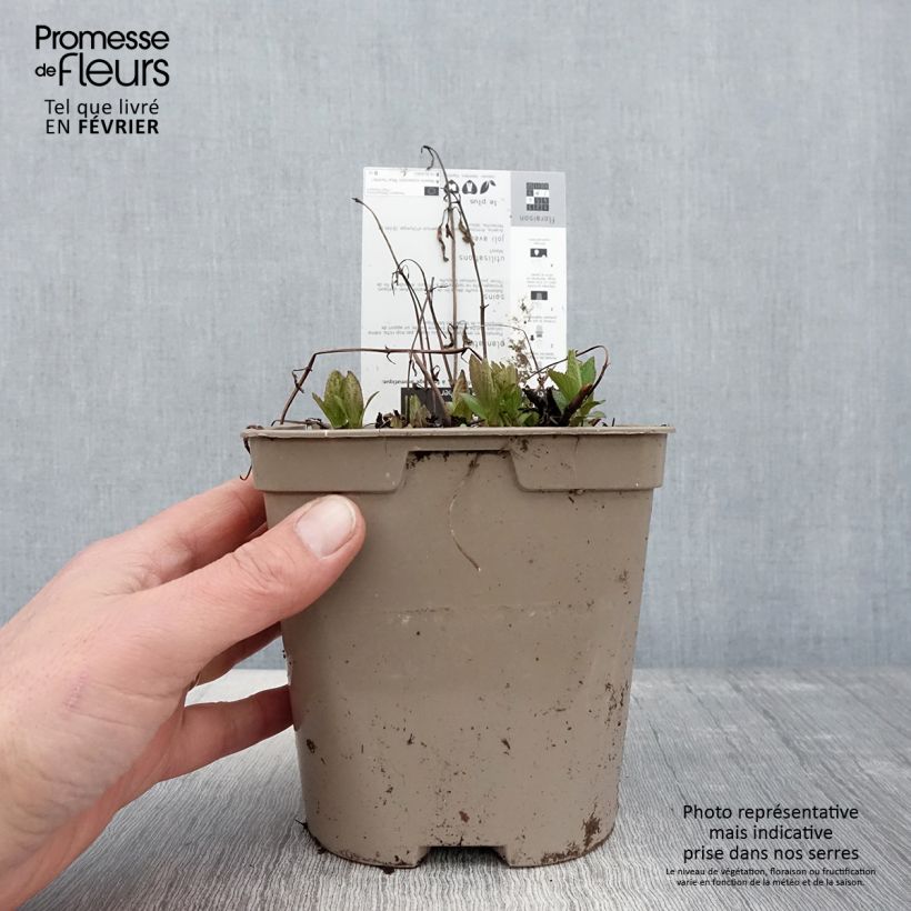 Nepeta subsessilis Blue Panther Vaso da 2L/3L esemplare consegnato in inverno