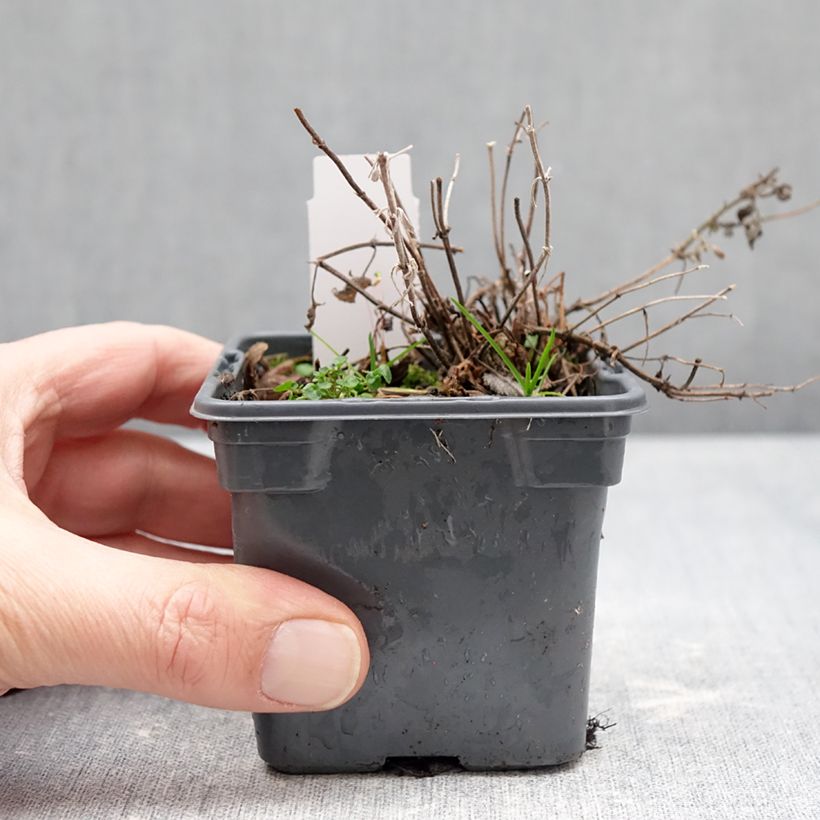 Nepeta x faassenii Alba - Népéta hybride Vasetto da 8/9 cm esemplare consegnato in inverno
