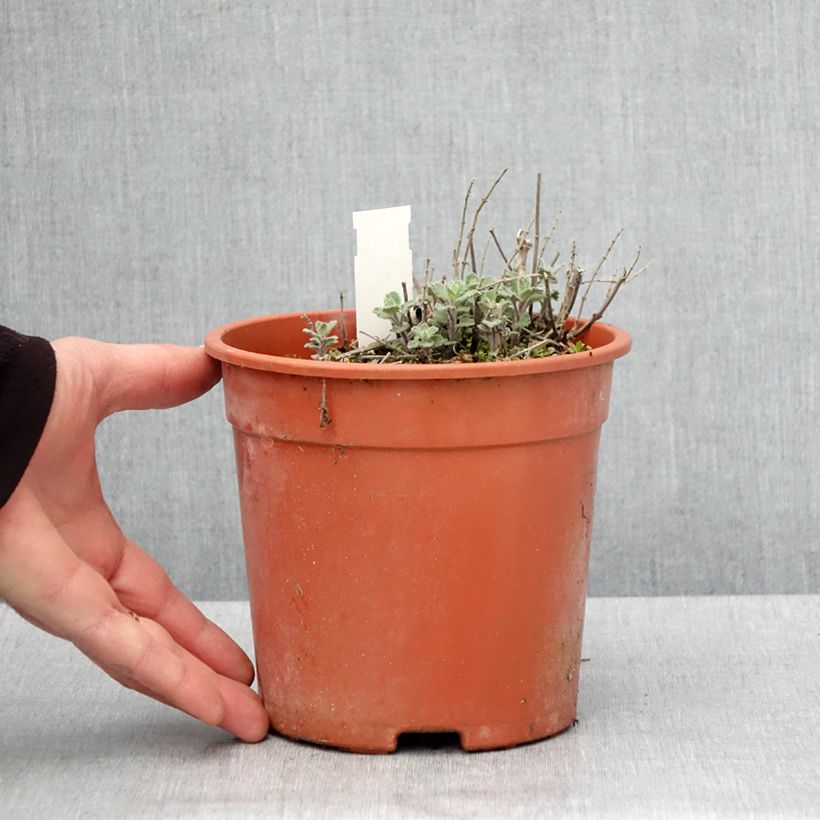 Example of Nepeta faassenii Dropmore Vaso da 2L/3L as you get in printemps