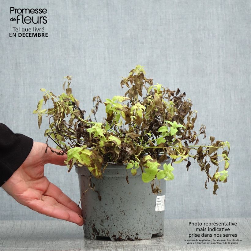 Nepeta faassenii Limelight Vaso da 2L/3L esemplare consegnato in inverno