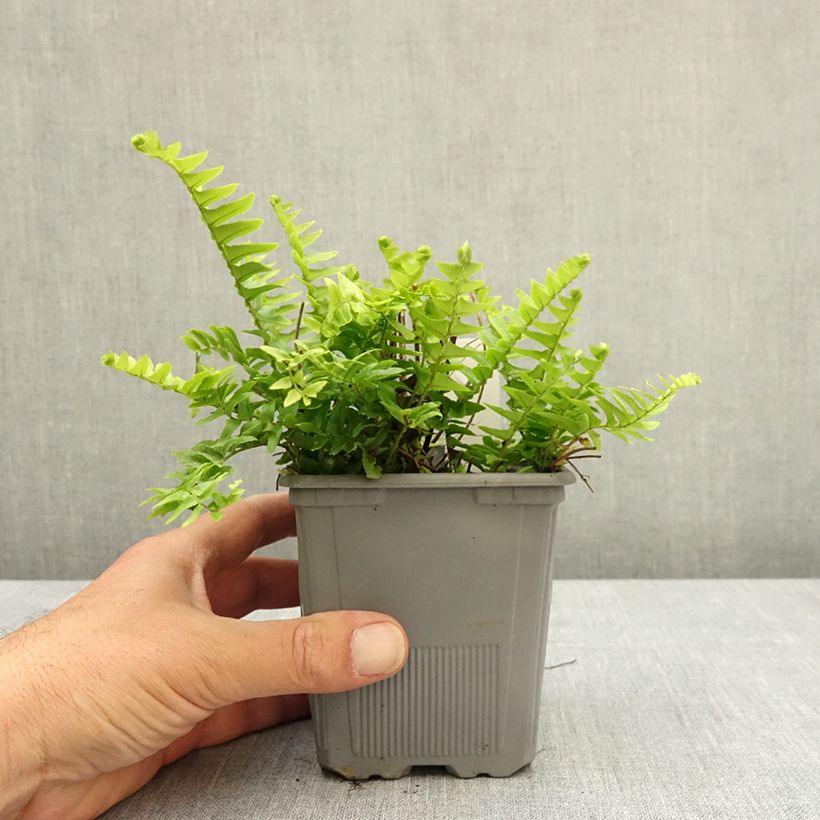 Nephrolepis cordifolia Artic Jungle - Felce cordifolia Vasetto da 8/9 cm esemplare consegnato in primavera