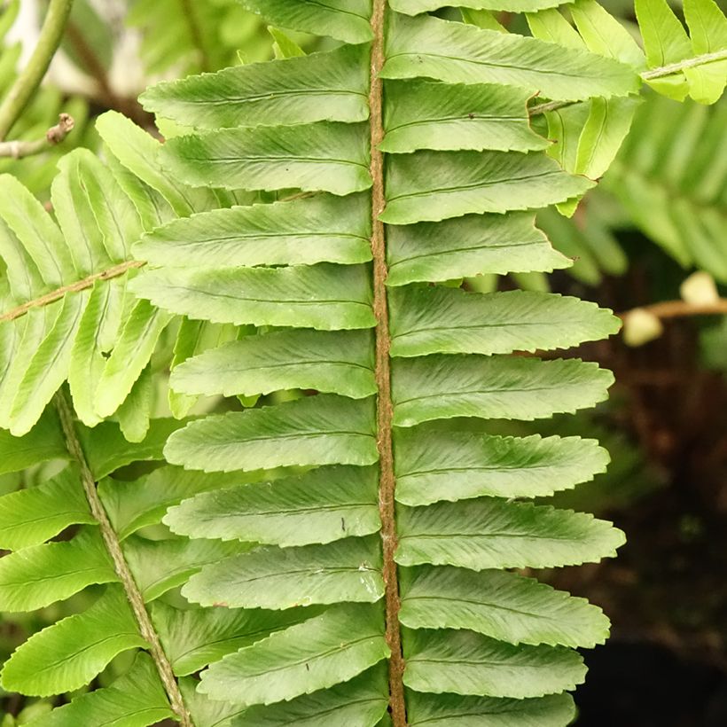 Nephrolepis cordifolia Artic Jungle - Felce cordifolia (Fogliame)