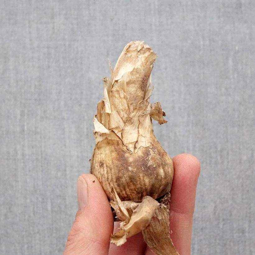 Nerine bowdenii Amandi Bulbo taglia 12+ esemplare consegnato in primavera