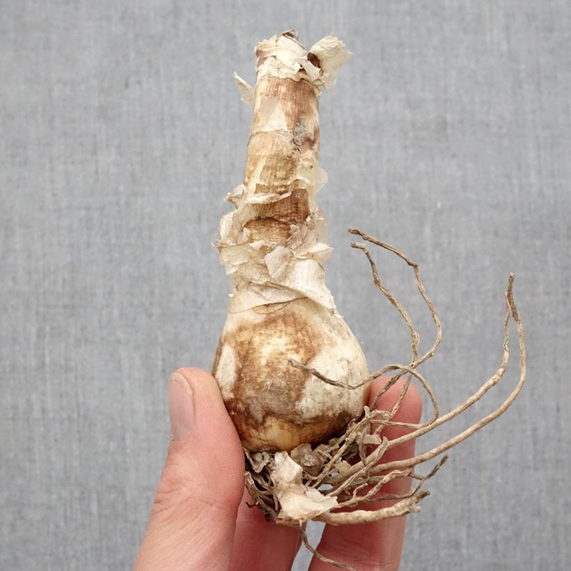 Nerine bowdenii Bianca Perla Bulbo taglia 12+ esemplare consegnato in primavera