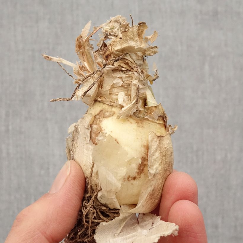 Nerine bowdenii Bionce Bulbo taglia 12/14 esemplare consegnato in primavera