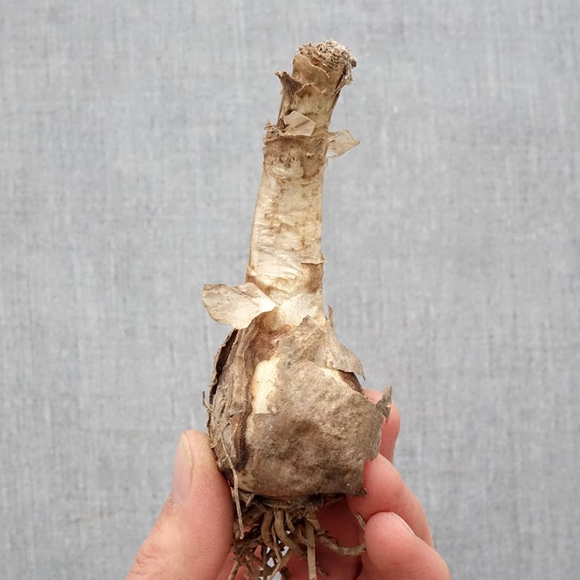 Example of Nerine bowdenii Favourite Bulbo taglia 12+ as you get in printemps