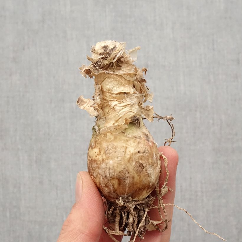 Example of Nerine bowdenii Like a Virgin Bulbo taglia 12+ as you get in printemps