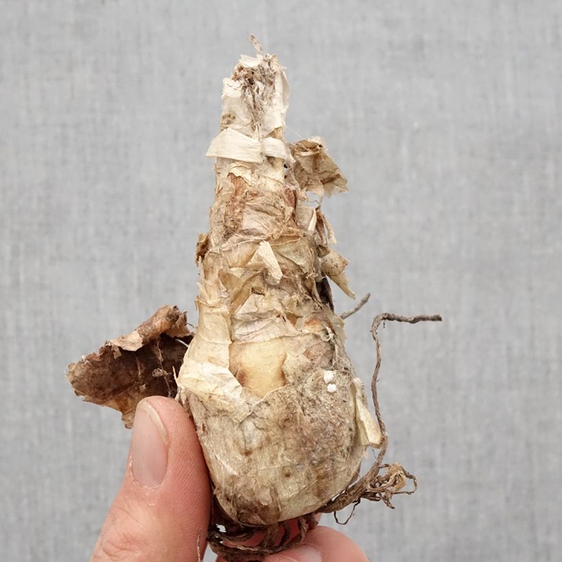 Example of Nerine bowdenii Ostara K Bulbo taglia 12+ as you get in printemps