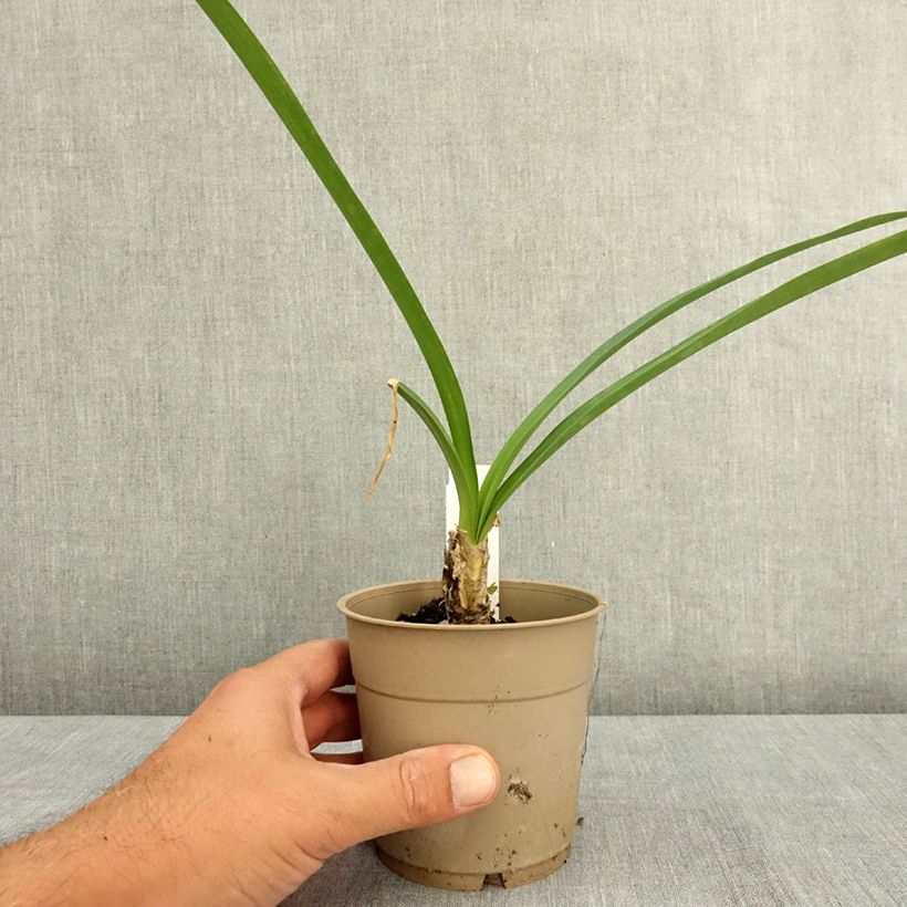 Esemplare di Nerine bowdenii Ostara K Vaso da 1,5L/2L taglia 12/14 consegnato in estate